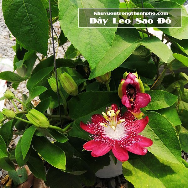 Dây Leo Sao Đỏ 3