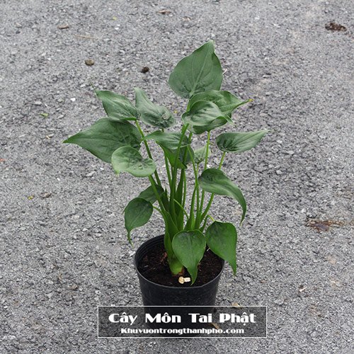 Cây Môn Tai Phật