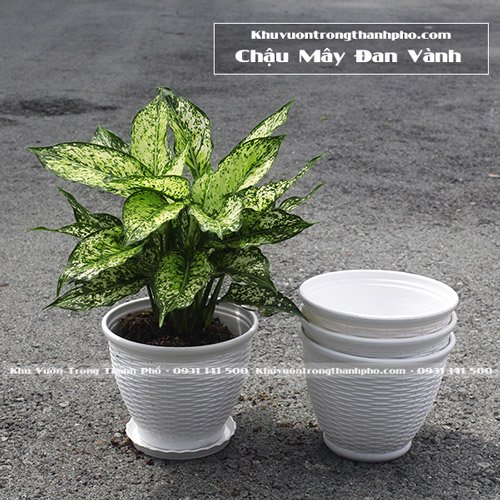 Chậu Nhựa Mây Đan Vành 2