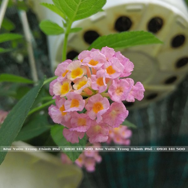 Cây Ngũ Sắc Thái Lan 3