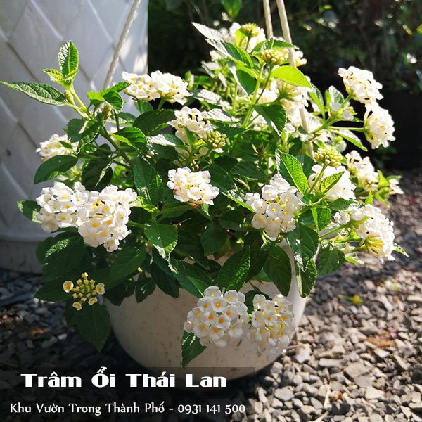 Cây Ngũ Sắc Thái Lan