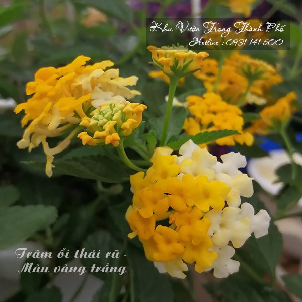 Cây Ngũ Sắc Thái Lan 2
