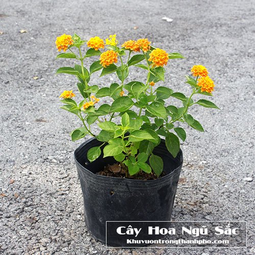 Cây Hoa Ngũ Sắc