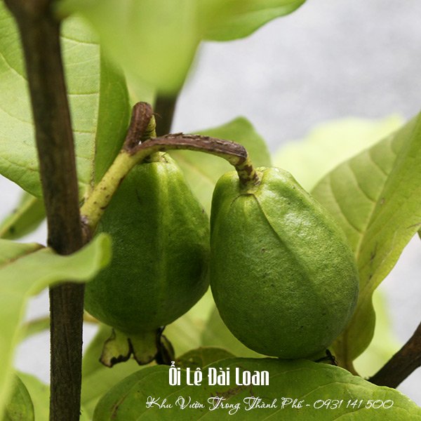 Cây Ổi Lê Đài Loan