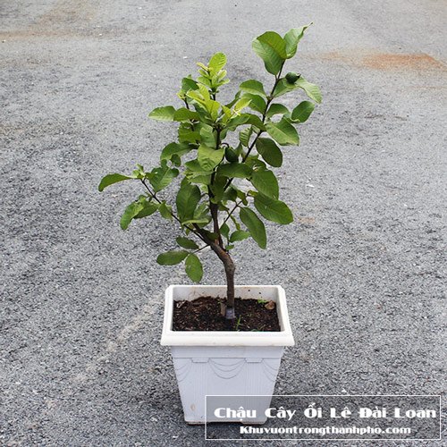 Cây Ổi Lê Đài Loan 2