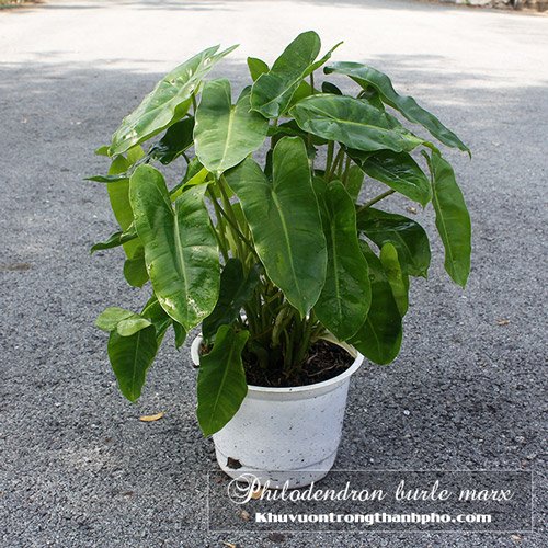 Trầu Bà Philodendron Burle Marx