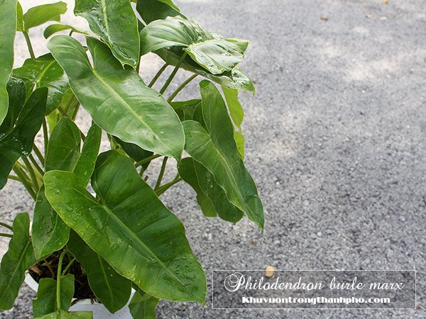 Trầu Bà Philodendron Burle Marx 3