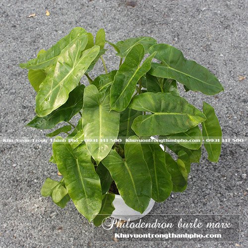 Trầu Bà Philodendron Burle Marx 2