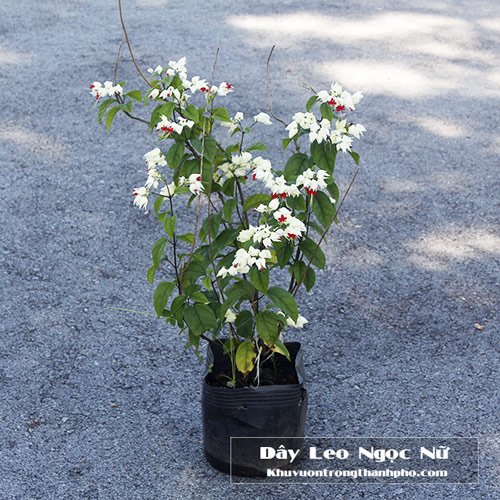 Dây Leo Ngọc Nữ 2