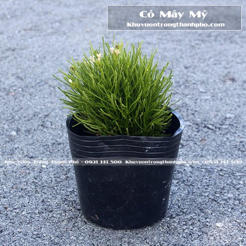 Cỏ Mây Mỹ
