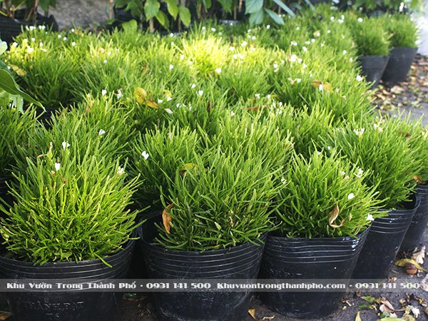 Cỏ Mây Mỹ 3