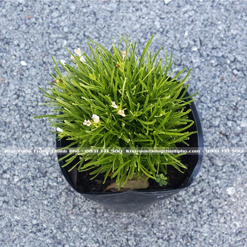 Cỏ Mây Mỹ 2