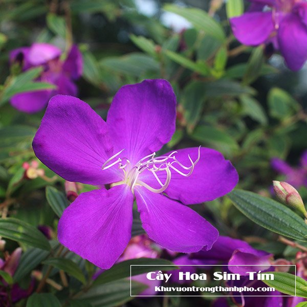Cây Hoa Mua Tím
