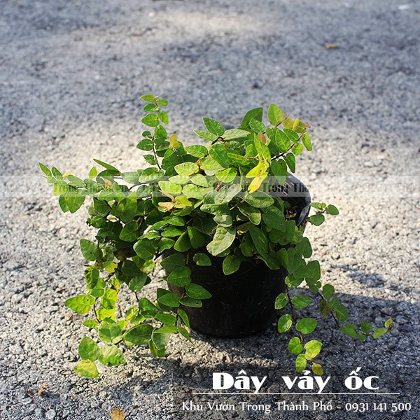 Cây Vảy Ốc (Cây Thằn Lằn Bám Tường)