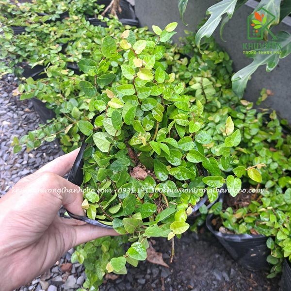 Cây Vảy Ốc (Cây Thằn Lằn Bám Tường) 2