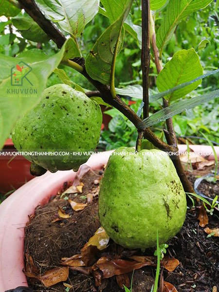Cây Ổi Nữ Hoàng 2
