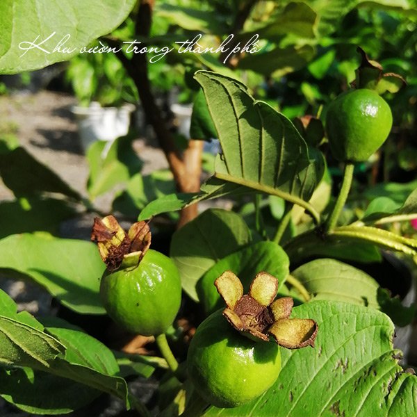 Cây Ổi Nữ Hoàng
