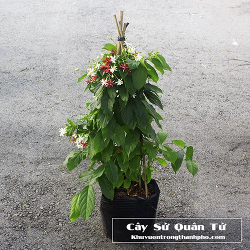 Cây Dây Leo Sử Quân Tử 2