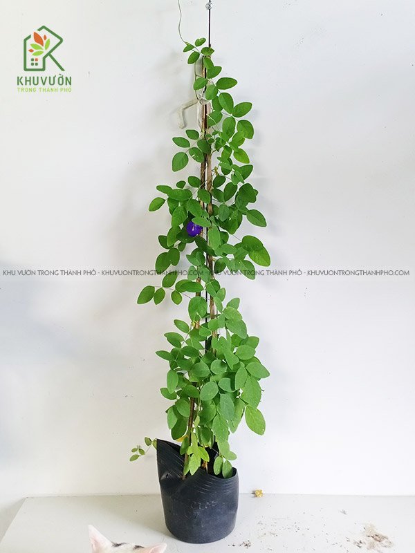 Cây Đậu Biếc 3