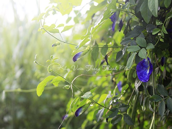 Cây Đậu Biếc 2