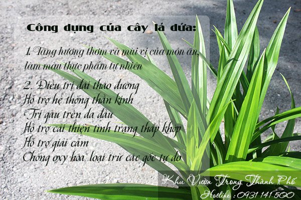 Cây Lá Dứa Thơm 3