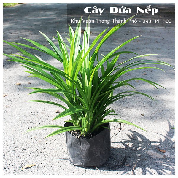 Cây Lá Dứa Thơm