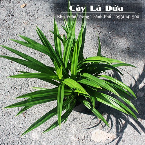 Cây Lá Dứa Thơm 2