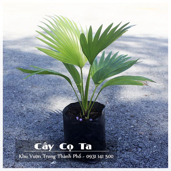Cây Cọ Ta