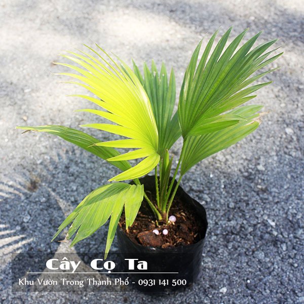 Cây Cọ Ta 2