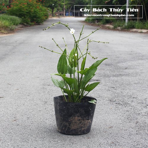 Cây Bách Thủy Tiên