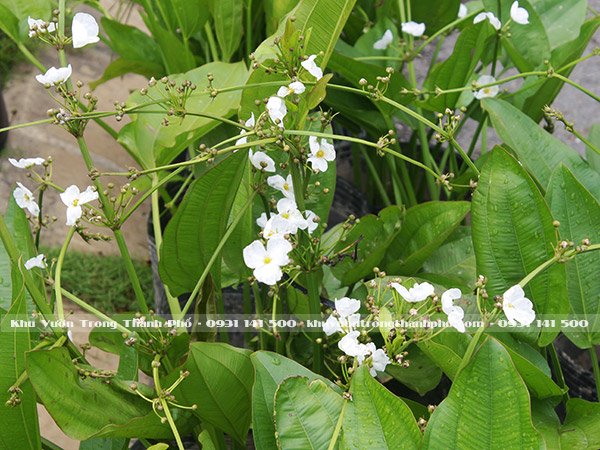 Cây Bách Thủy Tiên 3