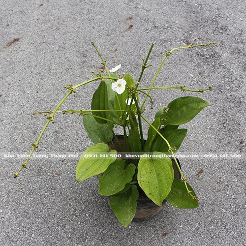 Cây Bách Thủy Tiên 2