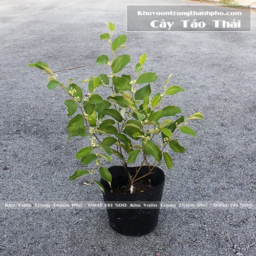Cây Táo Thái