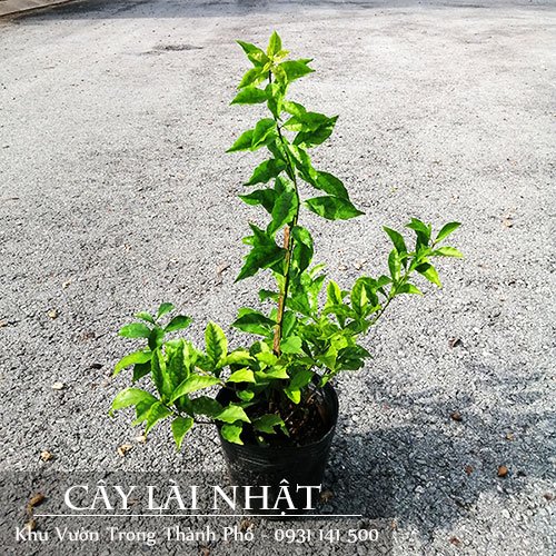 Cây Lài Nhật 3