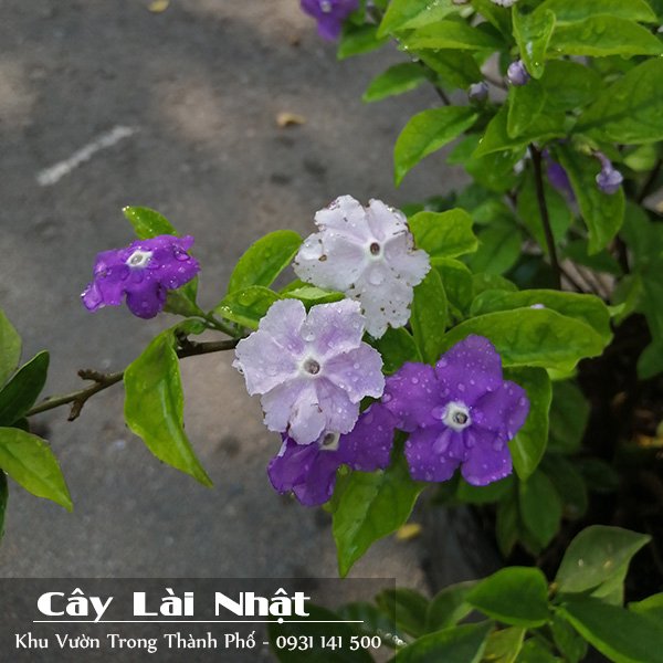 Cây Lài Nhật