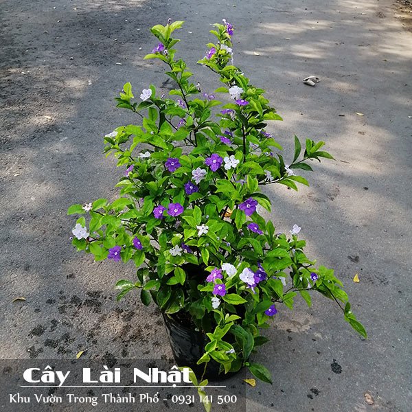 Cây Lài Nhật 2