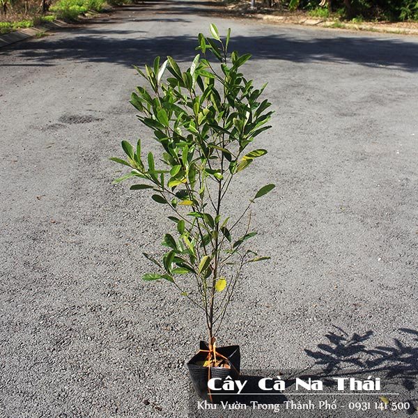 Cây Cà Na Thái