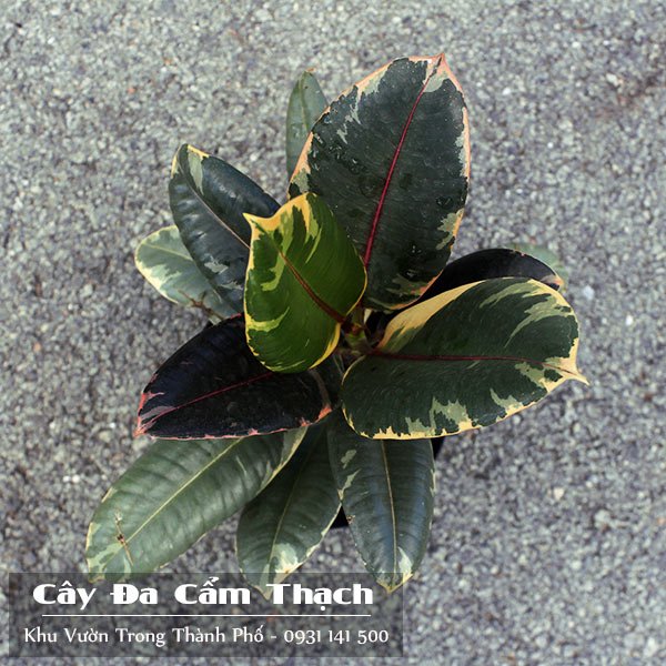 Cây Đa Búp Đỏ Lá Cẩm Thạch 2