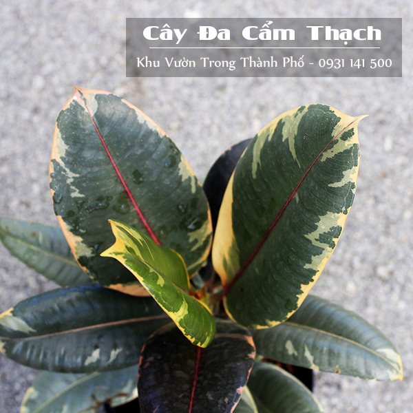 Cây Đa Búp Đỏ Lá Cẩm Thạch 3