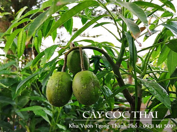 Cây Cóc Thái 2