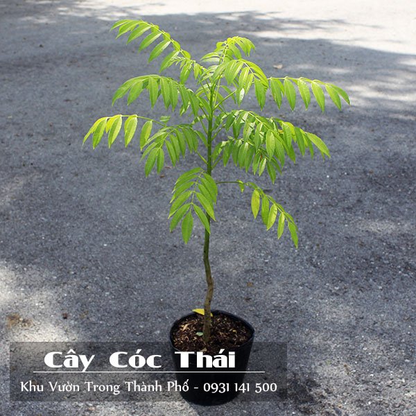 Cây Cóc Thái