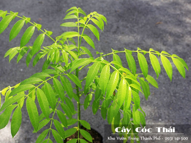 Cây Cóc Thái 3