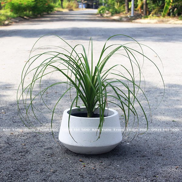 Chậu Cây Lan Bình Rượu 2