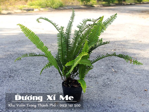 Cây Dương Xỉ Me 2