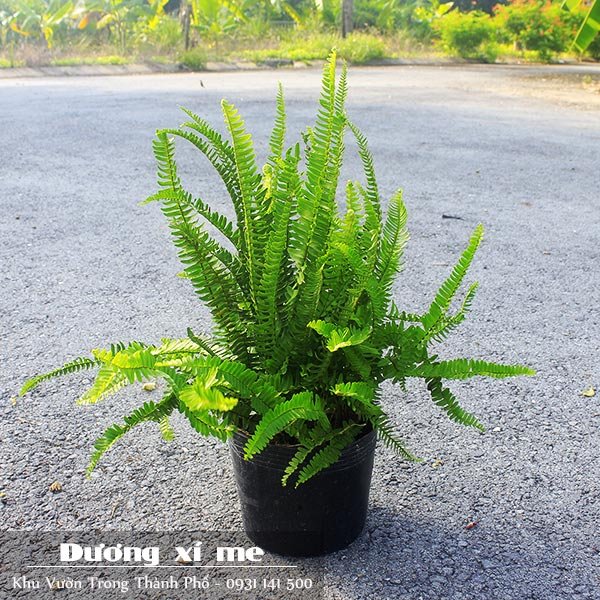 Cây Dương Xỉ Me