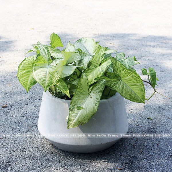 Cây Tróc Bạc 3