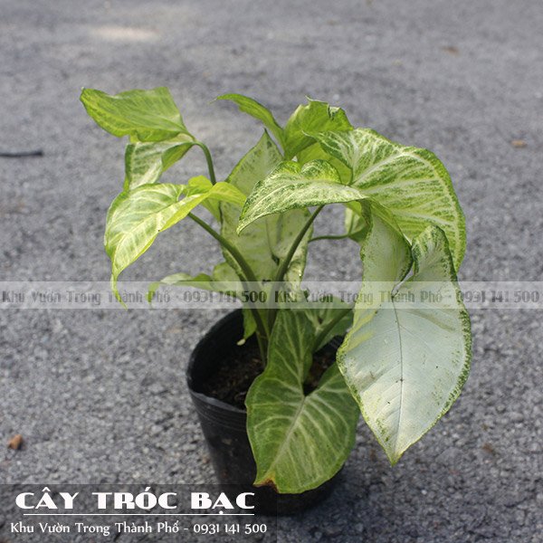 Cây Tróc Bạc