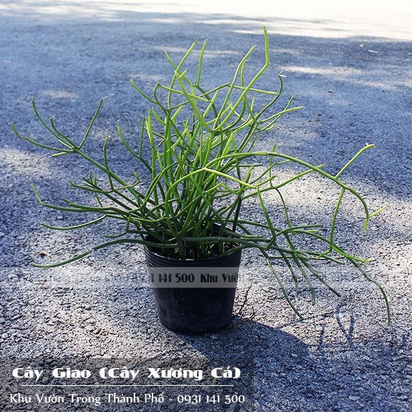Cây Giao (Cây Xương Cá)