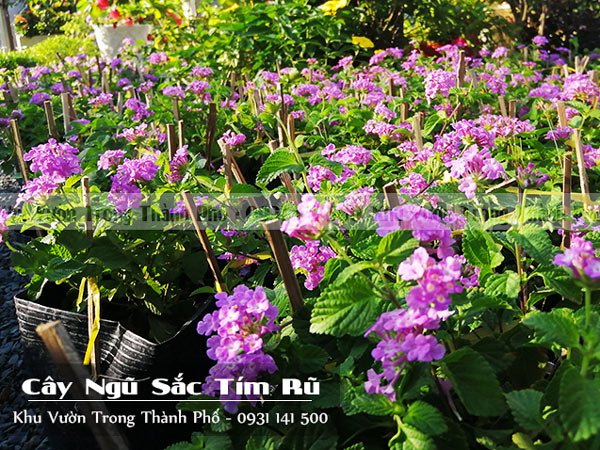 Cây Ngũ Sắc Tím Rũ 3