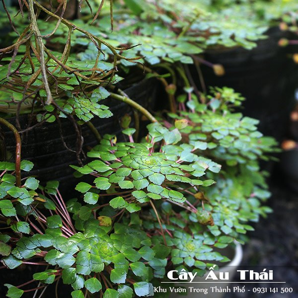Cây Ấu Thái, Cây Ấu Cảnh
